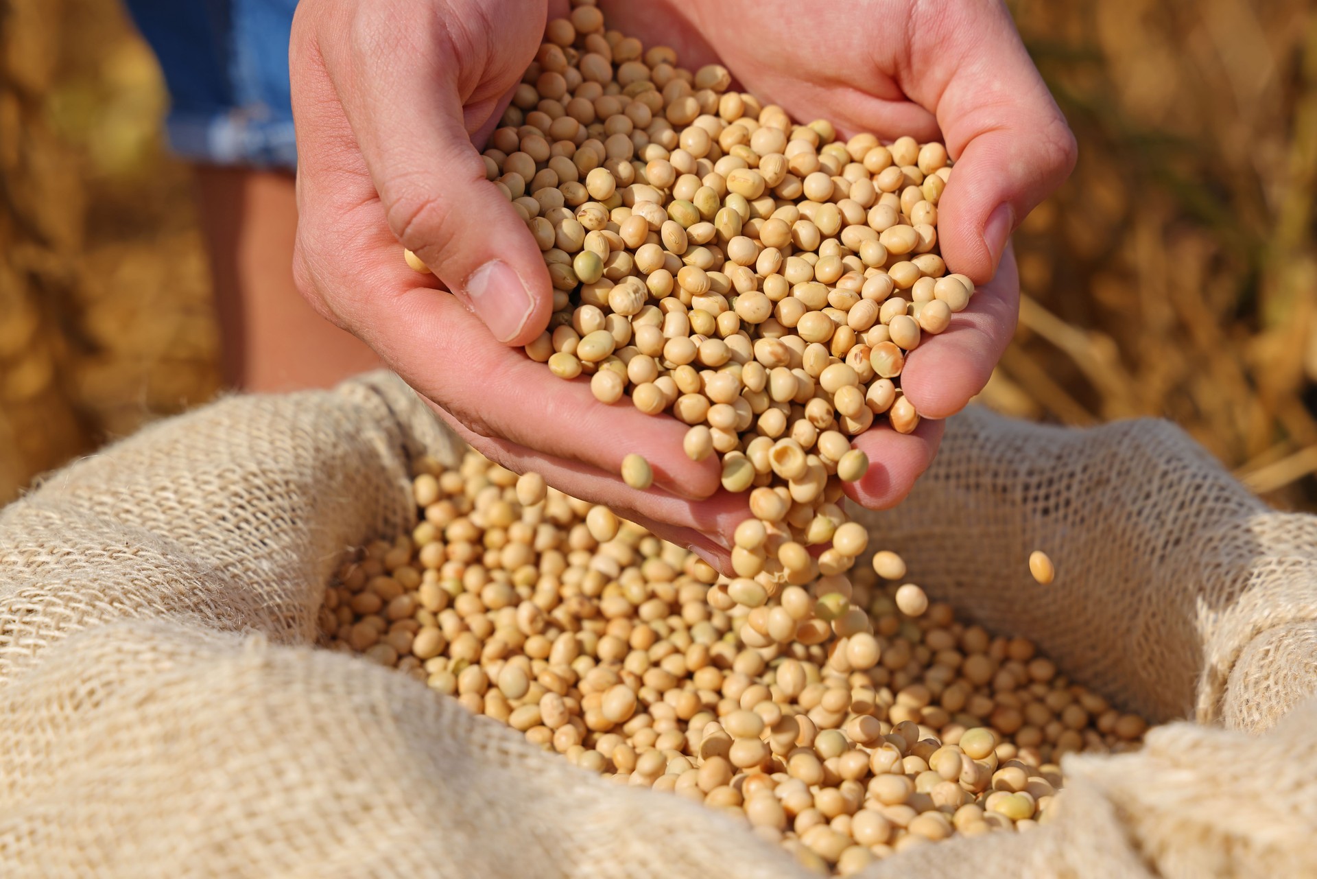 Freshly harvested soybean, close up hands of successful young farmer shows soybeans in jute sack