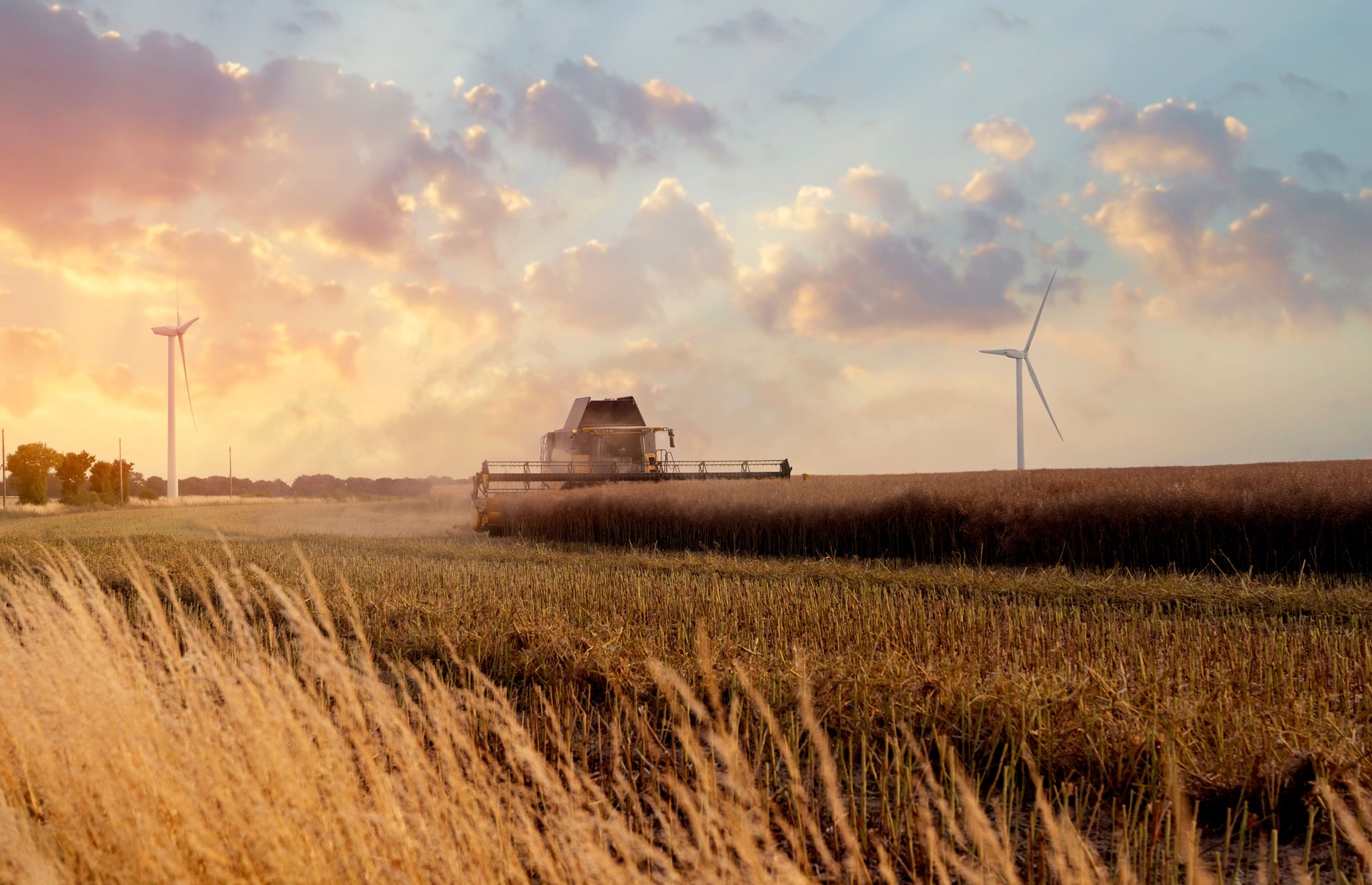 Harvesting Wheat at Sunset With Wind Turbines in Serene Rural Landscape