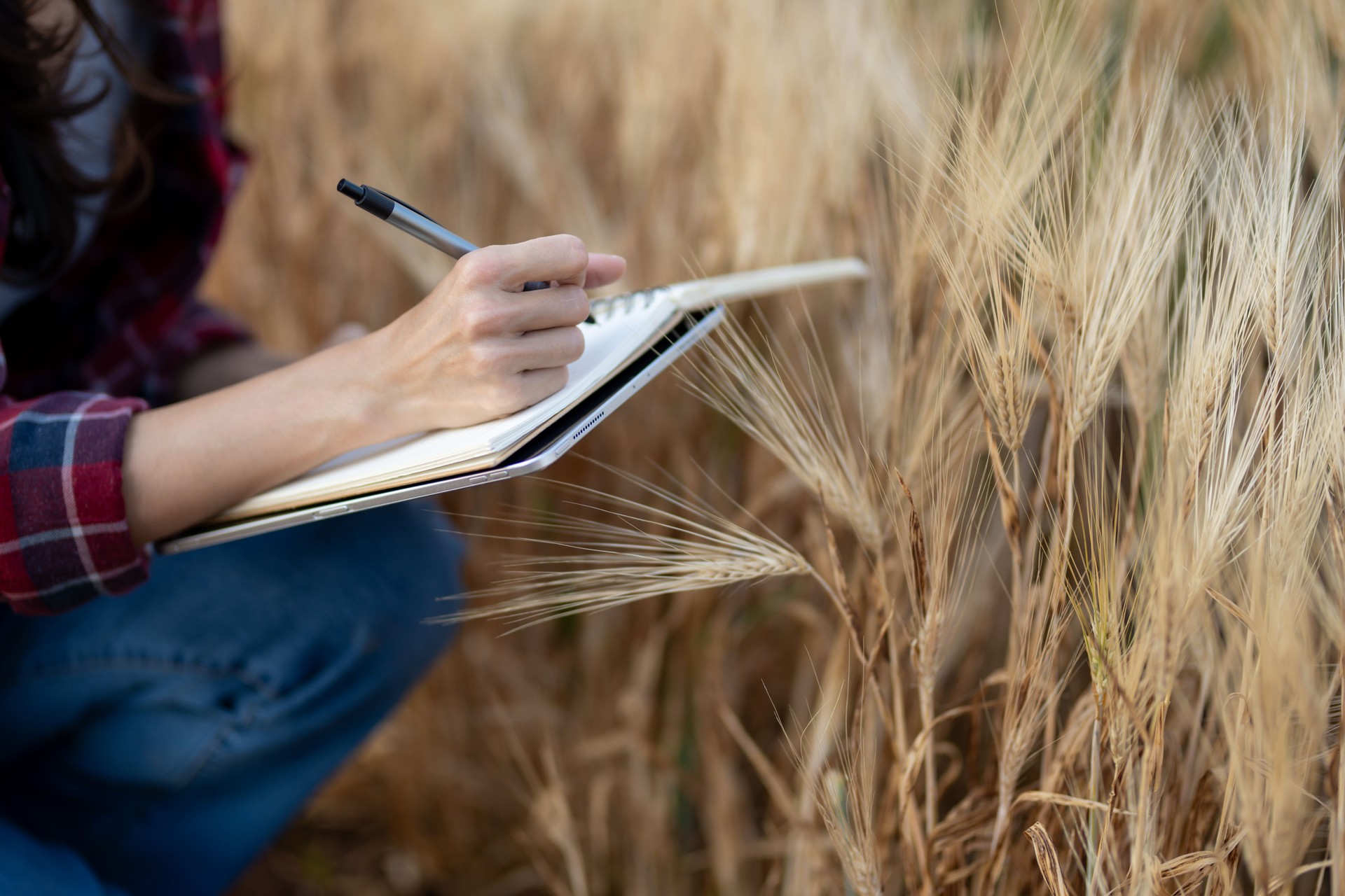 A young woman closely examines a wheat crop while holding a digital tablet in a sunny field. Record and track growth